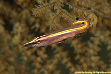 arrow blenny